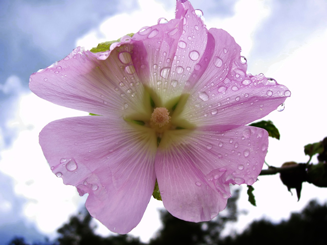 Fiori di primavera